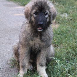 Cloe - Black and gray Caucasian Shepherd Dog puppy in Evans, Washington from Guardian Kennels