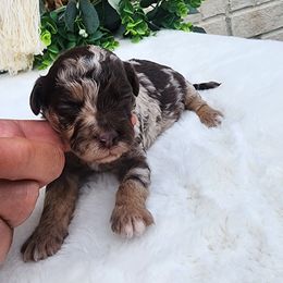 Charlie - Chocolate male Havapoo puppy in Dothan, Alabama from Farquharson's Poodles&Doodles
