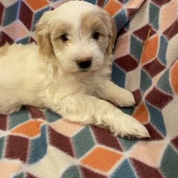 Goldendoodle and Golden Retriever Puppies from Darling Doodles of Licking County