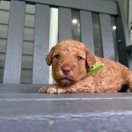 Fife - Red  male Goldendoodle puppy in Camden, North Carolina from Oopsie Doodles of NC