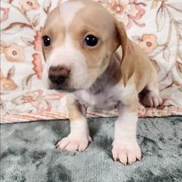 Ruby - Cream female Dachshund puppy in Anaconda, Montana from Williams Family Dachshunds