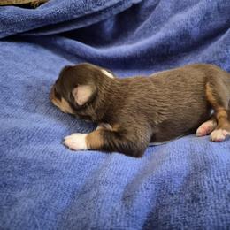 Shorty - Red tri-color male Miniature American Shepherd puppy in Marshfield, Missouri from Tntowne Miniature American Shepherds