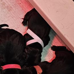 White Collar - Female - Black female Labrador Retriever puppy in Boyd, Minnesota from Lindley Labradors