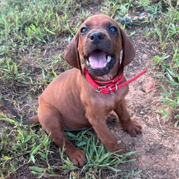 Hunter - Red male Redbone Coonhound puppy in Mount Pleasant, Texas from Harmons Hounds