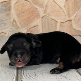 Onyx - Black male Dachshund puppy in Miami, Florida from Maitime Dachshund