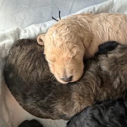 Cartwright's Asher Life More Abundantly - Cream male Poodle puppy in Albany, Kentucky from Impressive Cartwright Standards