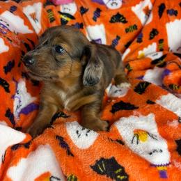Maple - Dapple female Dachshund puppy in Lake City, Florida from My Ditzy Doxies of Florida