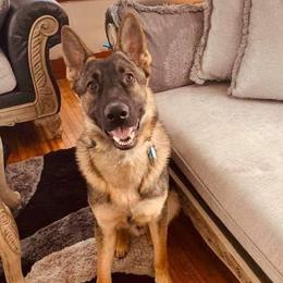 German Shepherds from KK Kennels