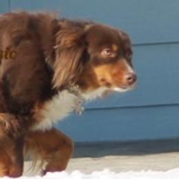 Australian Shepherds from Becki with Kountry Klassic Aussies