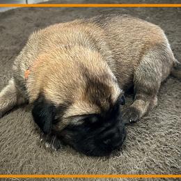 Orange - Fawn male Anatolian Shepherd Dog puppy in Clark, Wyoming from Fyne Acres
