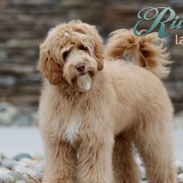 Kaya - Australian Labradoodle