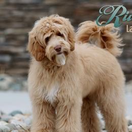 Kaya - Australian Labradoodle