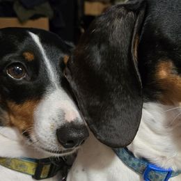 Dachshunds from Windie's Dachshunds