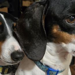 Dachshunds from Windie's Dachshunds