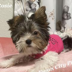 Rosie - Yorkshire Terrier