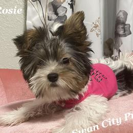 Rosie - Yorkshire Terrier