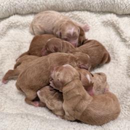 Zeus - Apricot male Goldendoodle puppy in Millersburg, Ohio from Millersburg Paws, LLC.