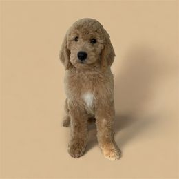 Ginger - Cream female Goldendoodle puppy in Glendale, Arizona from CocoLove Doodles