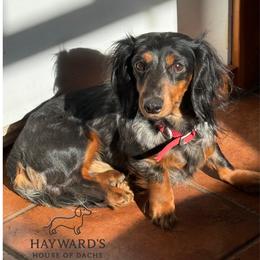 Leroy - Dachshund