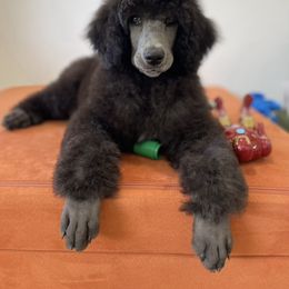 Poodle Puppies from Enjoy Life Kennels