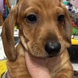Dachshund Puppies from Witchy Woman’s Wiener’s
