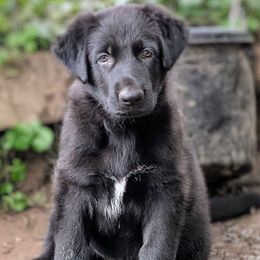 Boy 1 - Black male German Shepherd puppy in Thompson, Connecticut from Riddermark kennel