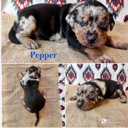 Pepper - Blue merle male Catahoula Leopard Dog puppy in Washington from Coweeman Catahoulas