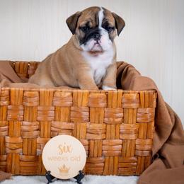 Lucky - Red and white female Bulldog puppy in Sabinal, Texas from Cazares Royal Lineage Bulldogs