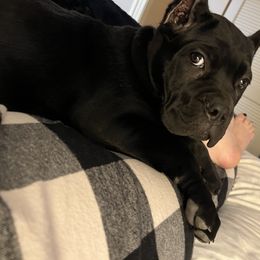 Cane Corso Puppies from Ridge Top Cane Corso