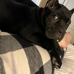 Cane Corso Puppies from Ridge Top Cane Corso