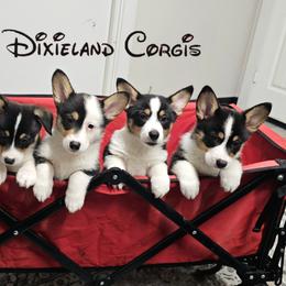 Pembroke Welsh Corgi Puppies from Dixieland Corgis