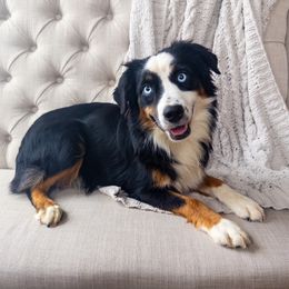 Jazzy - Miniature Australian Shepherd