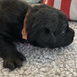 Rigor 'Riggs' (Orange collar) - Black male Labrador Retriever puppy in Grand Saline, Texas from Castle Hills Labradors