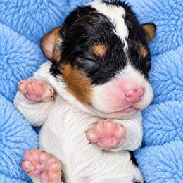 Leif - Merle male Cavapoo puppy in Lebanon, Kentucky from Mosaic Merle Doodles