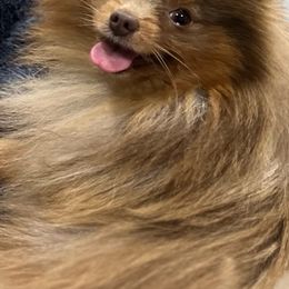 Pomeranian Puppies from MD Bella Pomeranian