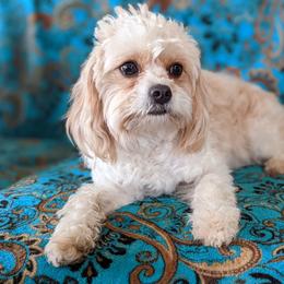 Ginger - Cavapoo