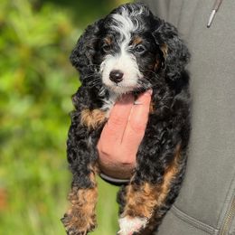 Willow (Aussie Bernedoodle) - Tri-color male Bernedoodle puppy in Oregon from Blue Skye Doodles