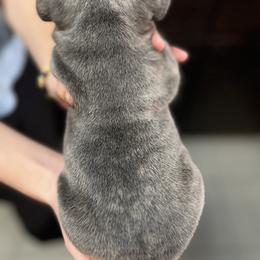 French Bulldog Puppies from Nicole's French Bulldogs