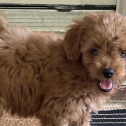 Bernedoodles, Goldendoodles, and Poodles from Summer Springer