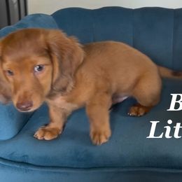 Dachshund Puppies from Michael Remen