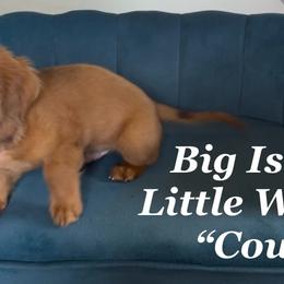 Dachshund Puppies from Michael Remen