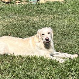 Golden Retriever Puppies from Crowders Creek Goldens