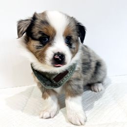 Miniature Australian Shepherd and Toy Australian Shepherd Puppies from Columbia Coast Toy & Mini Aussies