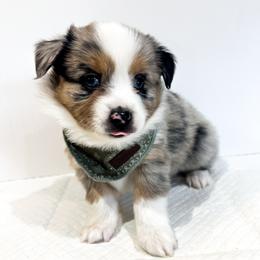 Miniature Australian Shepherd and Toy Australian Shepherd Puppies from Columbia Coast Toy & Mini Aussies