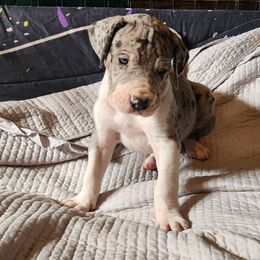 Merle mantle male 1 - Mantle merle Great Dane puppy in Gig Harbor, Washington from Lakaya Danes
