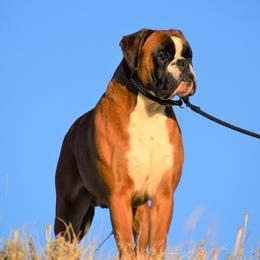 Jacques - Boxer