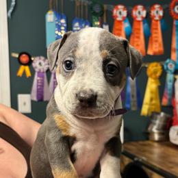 Rhaenyra - Blue tri-color female American Bully puppy in Henderson, Kentucky from Medusa’s Bullies