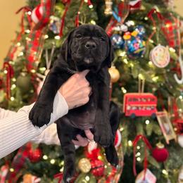 Black Female 2 - Black female Cane Corso puppy in California from Donato Kennels