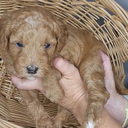 Paris - Red  female Goldendoodle puppy in Grovetown, Georgia from Snug-a-Doodles