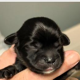 Mason - Grizzle male Lhasa Apso puppy in Fort Worth, Texas from Cynthia's Lhasa Apsos